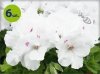 pelargonia angielska Snow_allegro